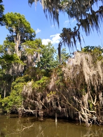The mossy trees in the Bayou Louisiana 