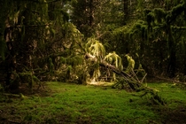 The mossy woods of Bald Peak Oregon United States 