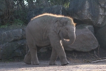 The most beautiful elephant calf at Chester Zoo England