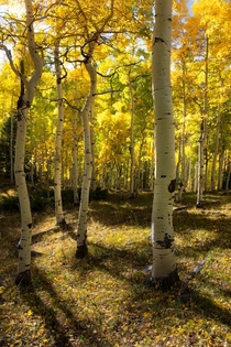The most beautiful trees Ive ever seen fall aspens glowing in the sunlight San Juan Mountains Colorado 