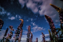 The night sky and some Lupin flowers I took on my trip to Tekapo New Zealand last week