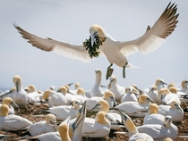 The Offering Northern gannets Bonaventure Island Quebec photo by Jacques-Andr Dupont 