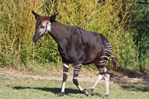 The Okapi also known as the Zebra Giraffe