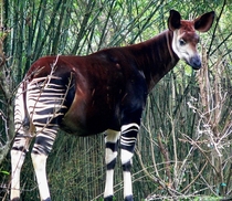 The okapi Okapia johnstoni aka the forest giraffe