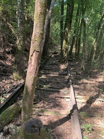 The old Birmingham Mineral Railroad reclaimed by the trees in Alabama