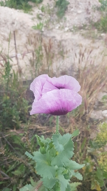 The opium poppy Papaver somniferum L
