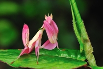 The Orchid Mantis 