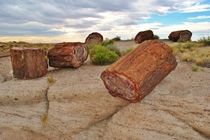 The petrified logs of Petrified Forest National Park 