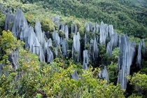 The Pinnacles Mulu National park  You dont know how hard it was to take this picture  OC