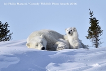 The Polar Bears Photographed by Philip Marazzi 