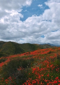 The Poppy Super-bloom - Walker Canyon Lake Elsinore CA 