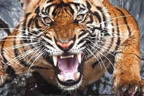 The rage of the tiger