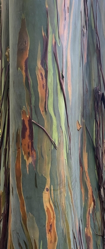 The Rainbow Eucalyptus Eucalyptus deglupta