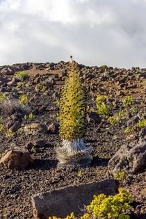 The rare Silver Sword only grows on Mt Haleakala in Maui HI and dies once it blooms 