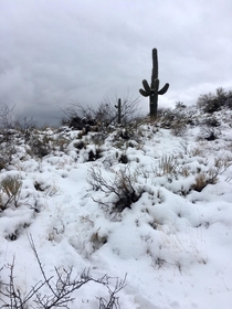 The rare snowcactus mix in Cave Creek Arizona