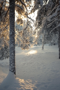 The rays of sunlight kiss a snow covered branch somewhere in northern Finland 