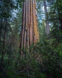 The rd largest single-stem coast redwood California  holysht