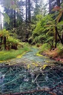 The Redwoods  Whakarewarewa Forest Rotorua New Zealand 