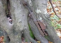 The remains of a rotted Mannlicher Carcano rifle embedded in a tree Nevsky Pyatachok Russia One of many similar war remains from the Siege of Leningrad Links in comments  Image by dasBild