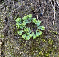 The remarkable world of liverworts Marchantiophyta in a Southern California canyon Perhaps Asterella californica 