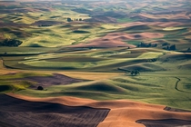 The rolling hills of the Palouse in Washington state 