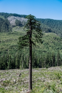 The second largest Douglas Fir Pseudotsuga menziesii tree in the world 
