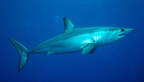 The Shortfin Mako shark Isurus oxyrinchus is a large mackerel shark Also known as a blue pointer 