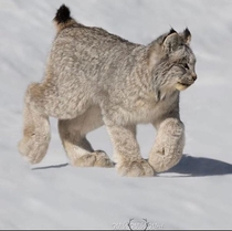 The size of the feet on this Lynx