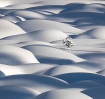 The smoothest snow Alberta Canada Photo Vikki Macleod 