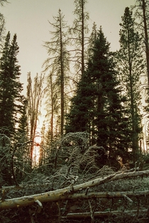 The snowfall settles at sunset in Routt National Forest OC 