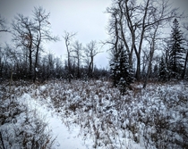The snowy forest in Black Diamond Alberta X 