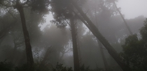 The spooky forest of Sintra Portugal 