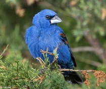 The stunning blue plumage of the Blue Grosbeak