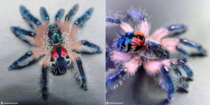 The stunning Typhochlaena seladonia a mygal from Typhochlaena type species A tree spider that builds traps in the bark of trees where it conceals When you look at her beautiful colors you understand why she is also called the  Brazilian Jewelry Tarantula 