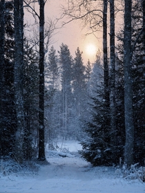 The sun sets in the snowy woods  Photographed by TRM