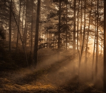 The sun shining through mist in a forest located in Sweden  Insta mdmperspective