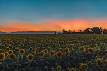 The sunflower fields are in full bloom in Dixon California 