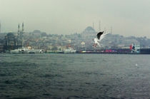 The symbol of stanbul  Seagull 
