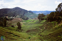 The tea fields of the Cameron Highlands Malaysia 