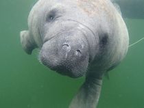 The teddy-bear of the sea the West Indian Manatee Trichechus manatus 