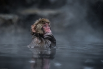 The Thinker Takeshi Marumoto photographed this snow monkey in Japan as it sat in a hot spring 