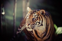 The tiger Panthera tigris 