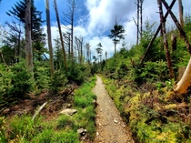The trail to Myrtle Point Mt Leconte TN 