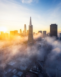 The Transamerica Pyramid the iconic peak of the San Francisco skyline emerging through a morning low fog  - IG BersonPhotos