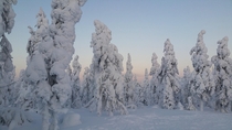 The trees in Finnish Lapland are hibernating for the winter Levi Finland  csshackleton