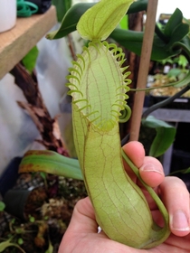 The tropical carnivorous plant Nepenthes hamata   x 