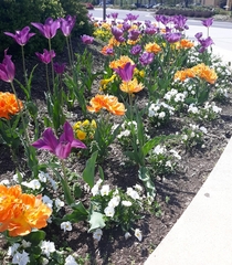 The tulips were amazing on my walk today