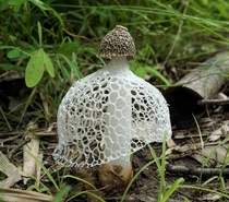 The Veiled Lady Phallus indusiatus also known as Bridal Veil Stinkhorn fungus