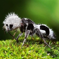 The velvet panda ant