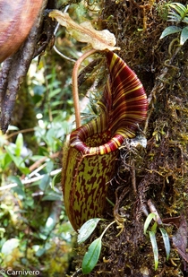 The Velvet Pitcher Plant Nepenthes mollis from Gunung Murud Borneo Malaysia 